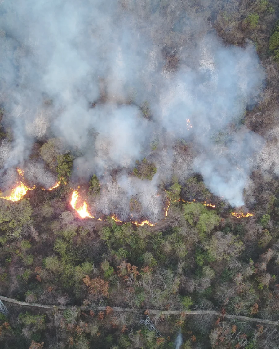 Forest fires